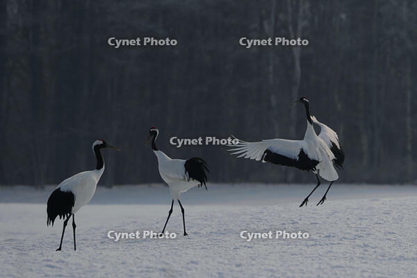 タンチョウ [XDV110001096]