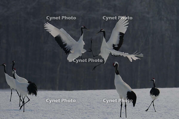 タンチョウ [XDV110001097]