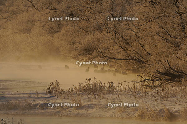 タンチョウと川霧 [XDV110001098]
