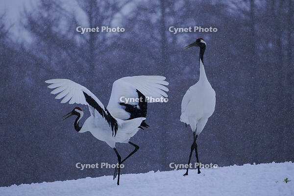 タンチョウ [XDV110001099]