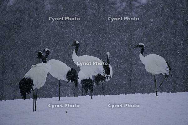 タンチョウ [XDV110001100]