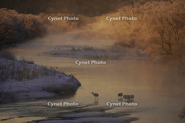 タンチョウと川霧 [XDV110001102]