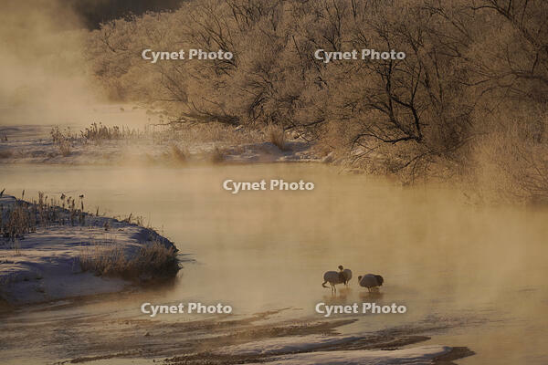 タンチョウと川霧 [XDV110001103]