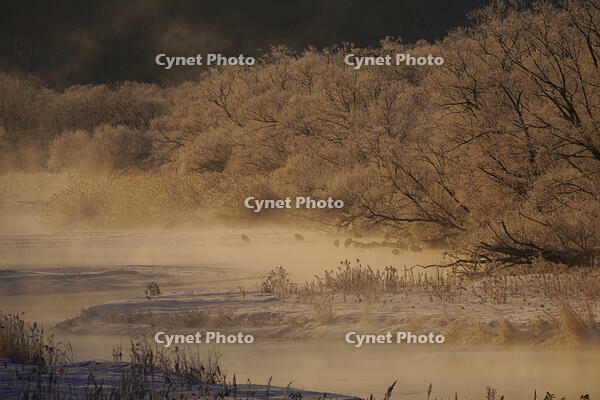 タンチョウと川霧 [XDV110001104]