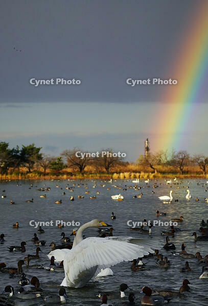 オオハクチョウと虹 [XDV110001105]
