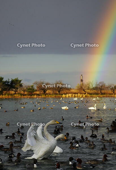 オオハクチョウと虹 [XDV110001106]