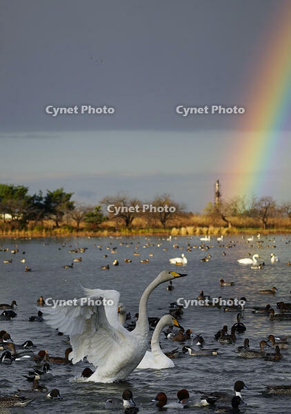 オオハクチョウと虹 [XDV110001107]