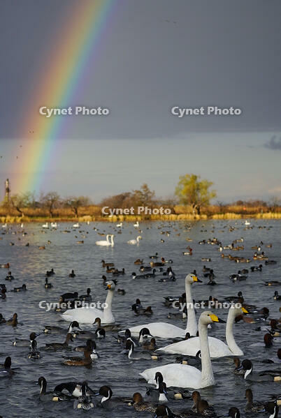 オオハクチョウと虹 [XDV110001108]