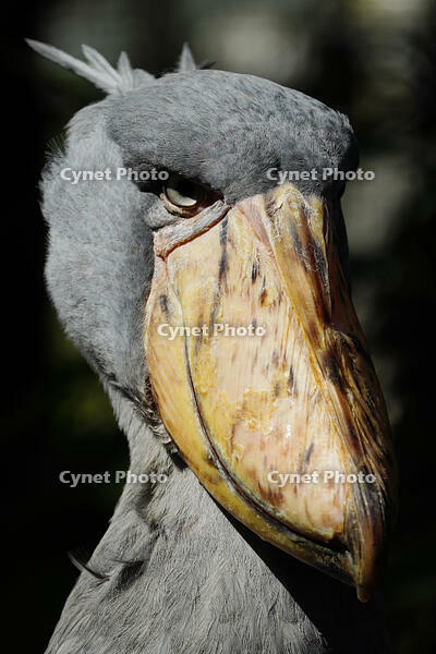 ハシビロコウ [XDV110001110]