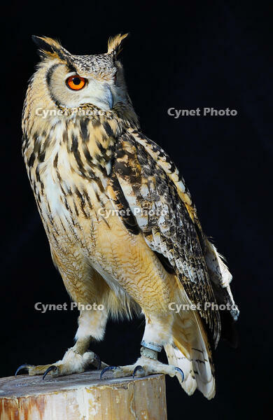 ベンガルワシミミズク [XDV110001111]