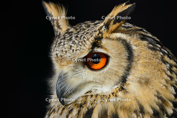 ベンガルワシミミズク [XDV110001112]