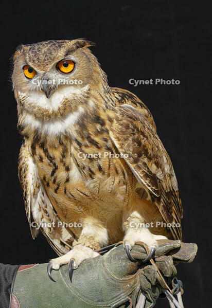 ベンガルワシミミズク [XDV110001113]