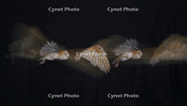 メンフクロウの飛翔 [XDV110001114]