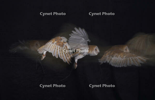 メンフクロウの飛翔 [XDV110001115]