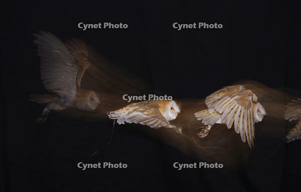 メンフクロウの飛翔 [XDV110001116]