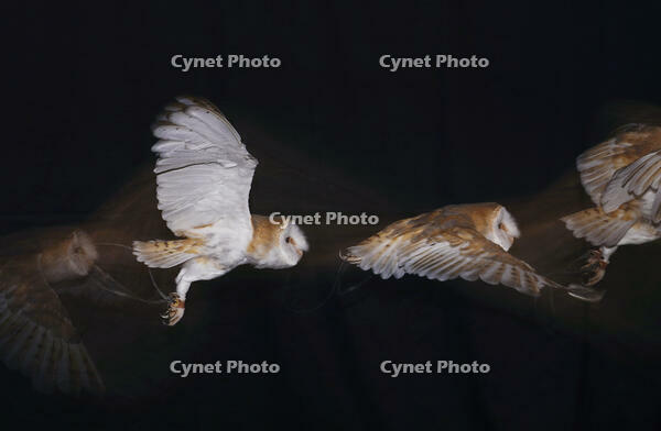 メンフクロウの飛翔 [XDV110001117]