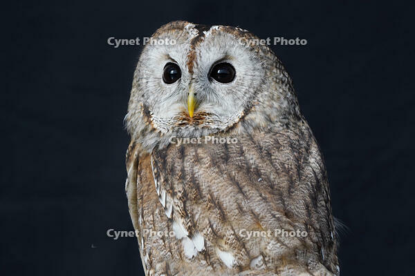 モリフクロウ [XDV110001118]