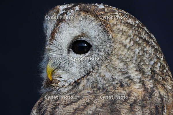 モリフクロウ [XDV110001119]