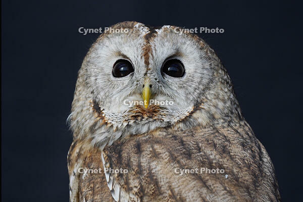 モリフクロウ [XDV110001120]