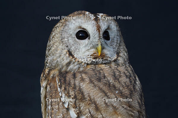 モリフクロウ [XDV110001121]