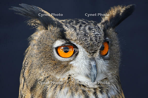 ユーラシアワシミミズク [XDV110001122]