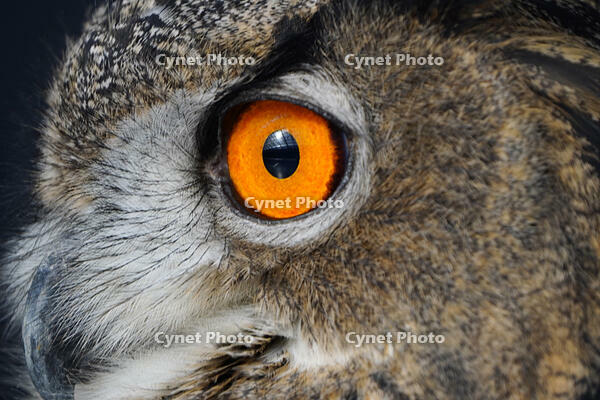 ユーラシアワシミミズク [XDV110001124]