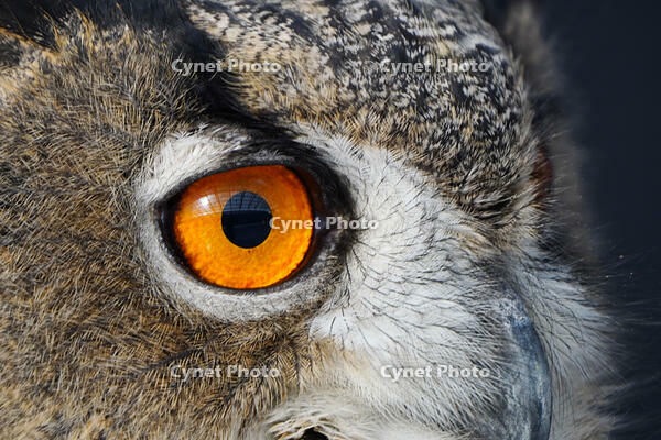 ユーラシアワシミミズク [XDV110001125]