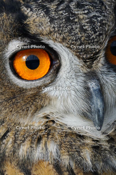 ユーラシアワシミミズク [XDV110001126]