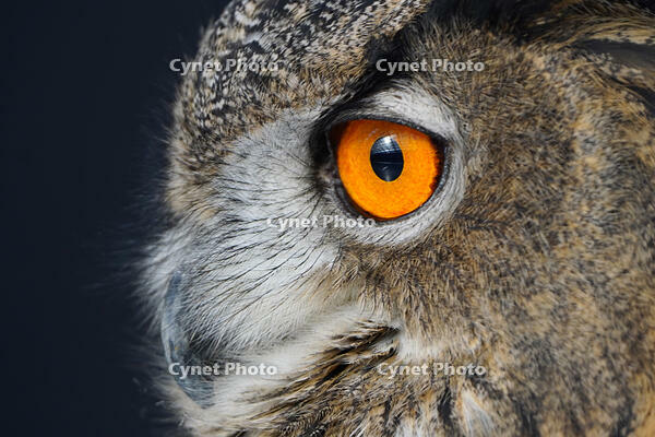 ユーラシアワシミミズク [XDV110001127]