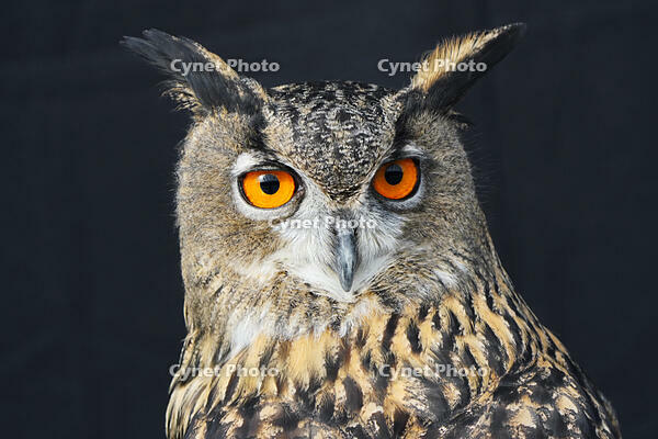 ユーラシアワシミミズク [XDV110001129]