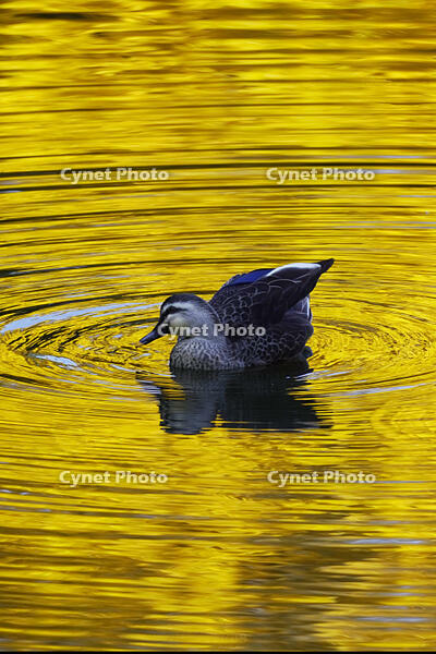 黄昏のカルガモ [XDV110001131]