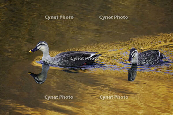 黄昏のカルガモ [XDV110001132]