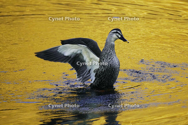 黄昏のカルガモ [XDV110001134]