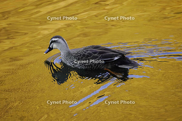 黄昏のカルガモ [XDV110001136]