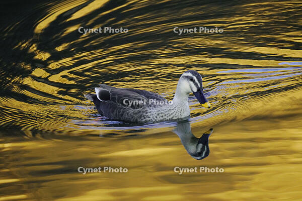 黄昏のカルガモ [XDV110001137]