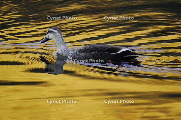 黄昏のカルガモ [XDV110001138]