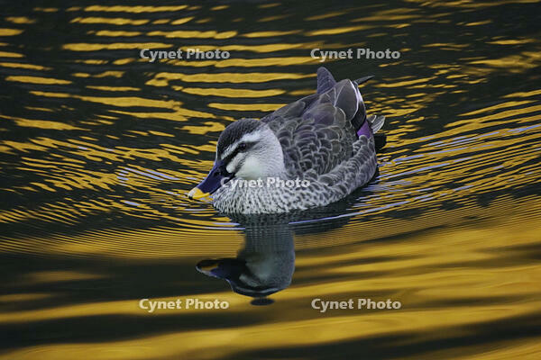 黄昏のカルガモ [XDV110001139]