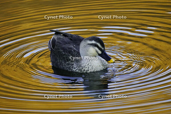 黄昏のカルガモ [XDV110001140]