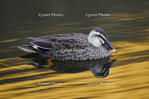 黄昏のカルガモ [XDV110001141]