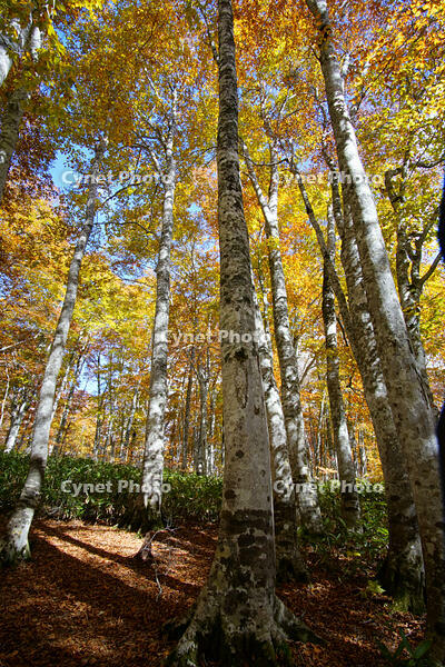 秋のブナ林 [XDV110001143]