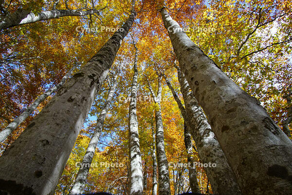 秋のブナ林 [XDV110001144]