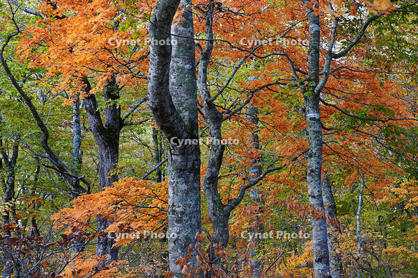 秋のブナ林 [XDV110001147]