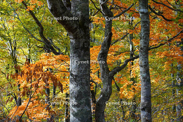 秋のブナ林 [XDV110001148]