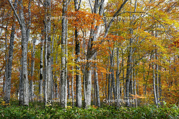 秋のブナ林 [XDV110001149]