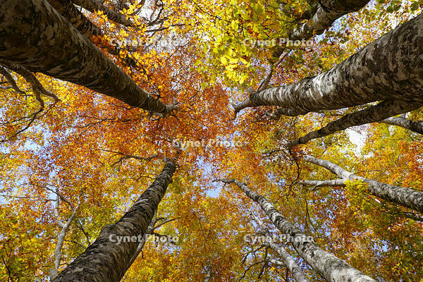 秋のブナ林 [XDV110001150]