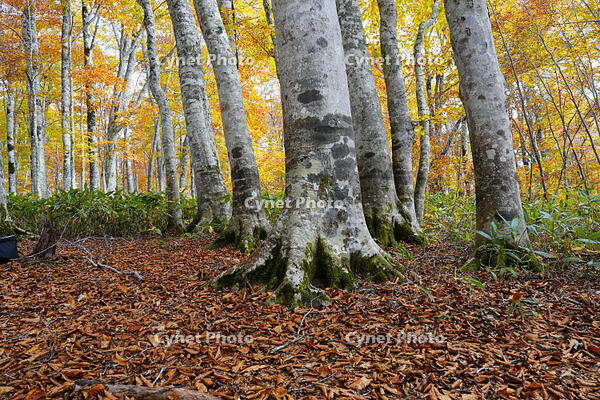 秋のブナ林 [XDV110001151]