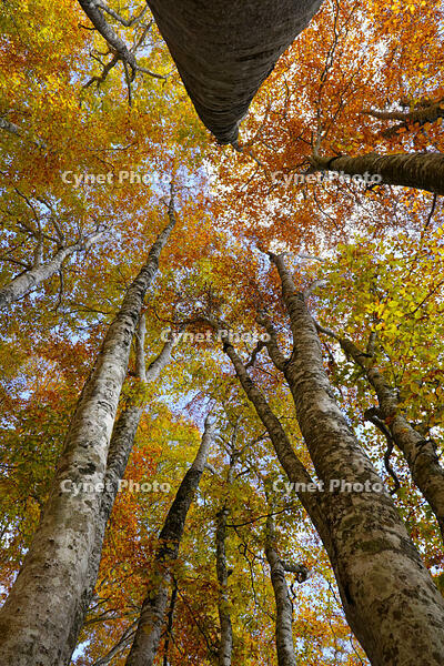 秋のブナ林 [XDV110001152]