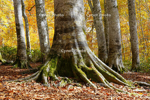 秋のブナ林 [XDV110001153]