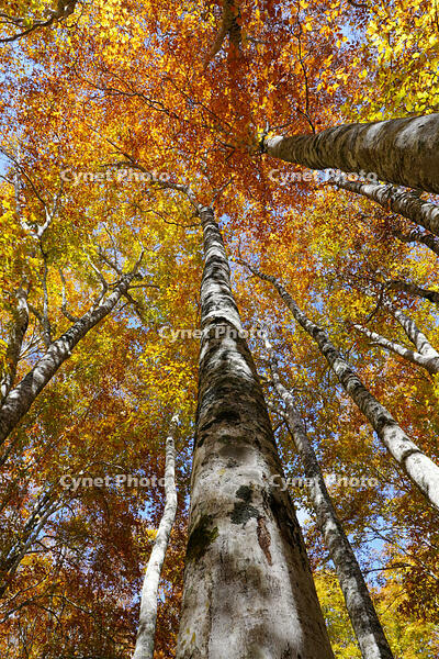 秋のブナ林 [XDV110001154]