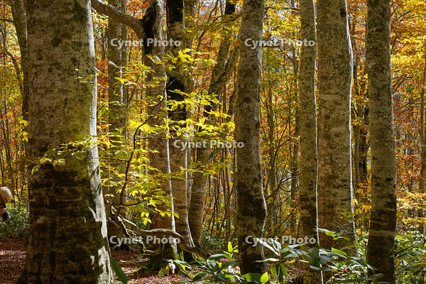 秋のブナ林 [XDV110001155]